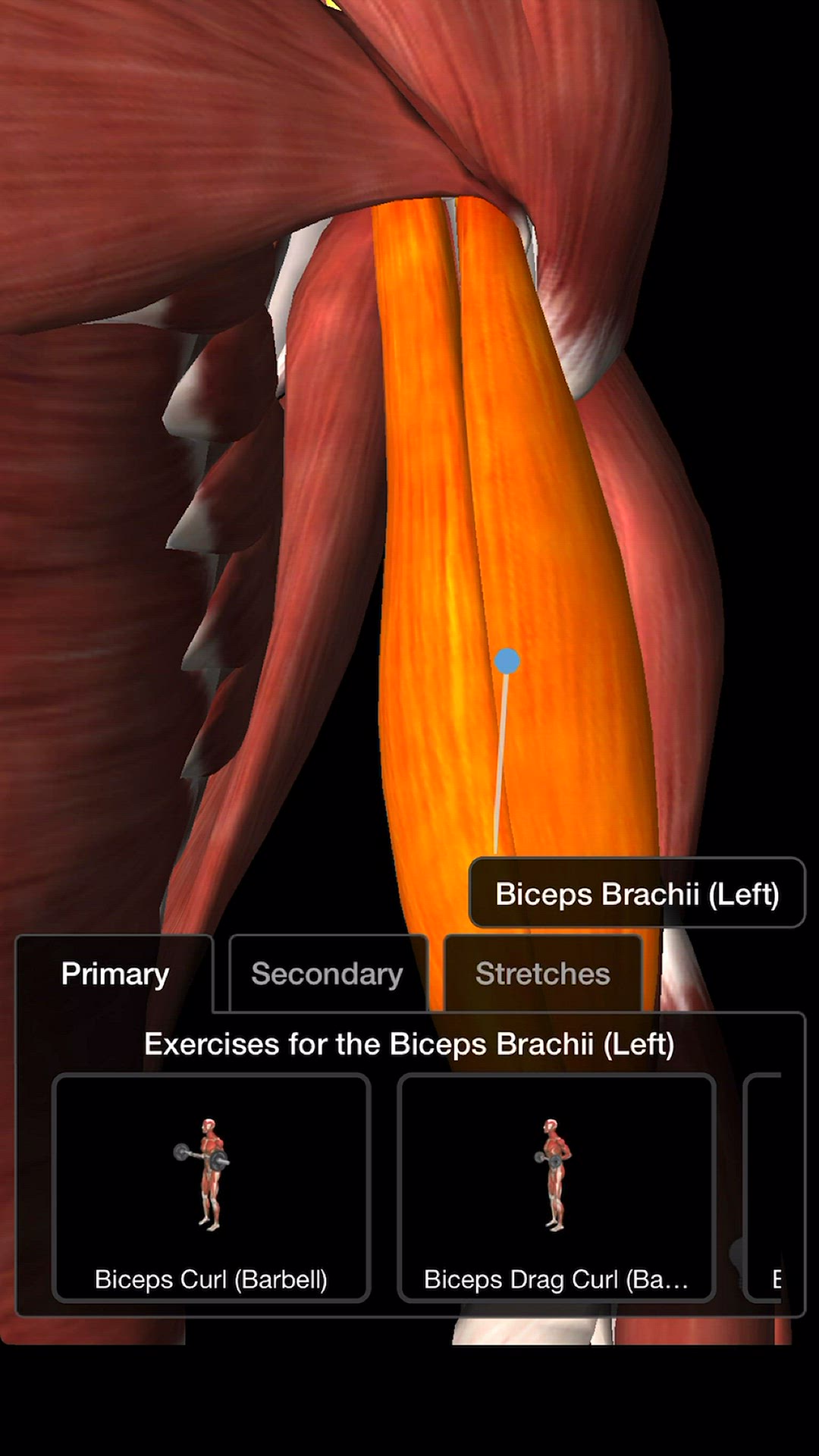 Video thumbnail for Bodybuilding - Biceps Workout