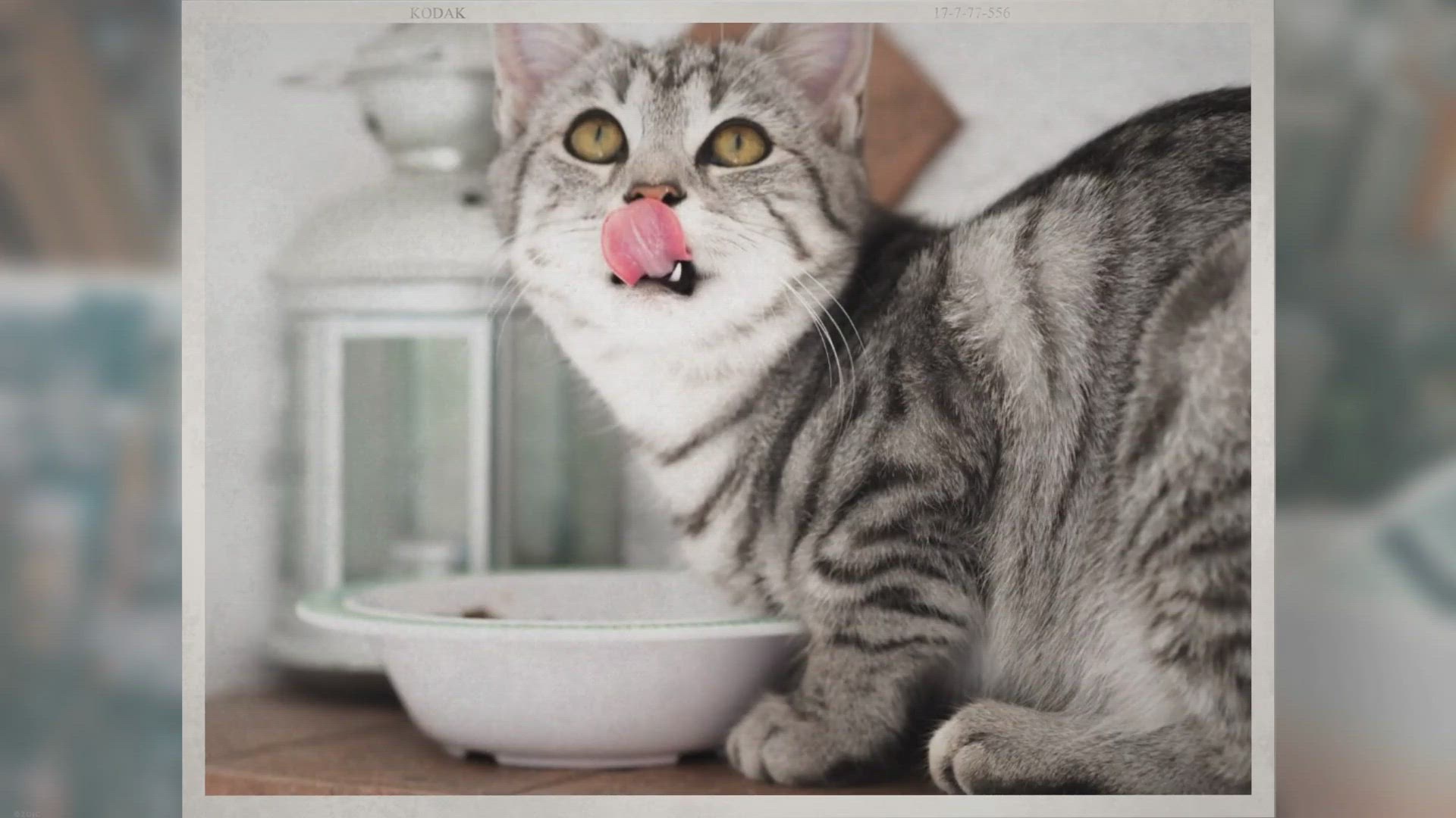 Video thumbnail for Can Cats Eat Rice? - 12 human foods that are safe for your cat to eat