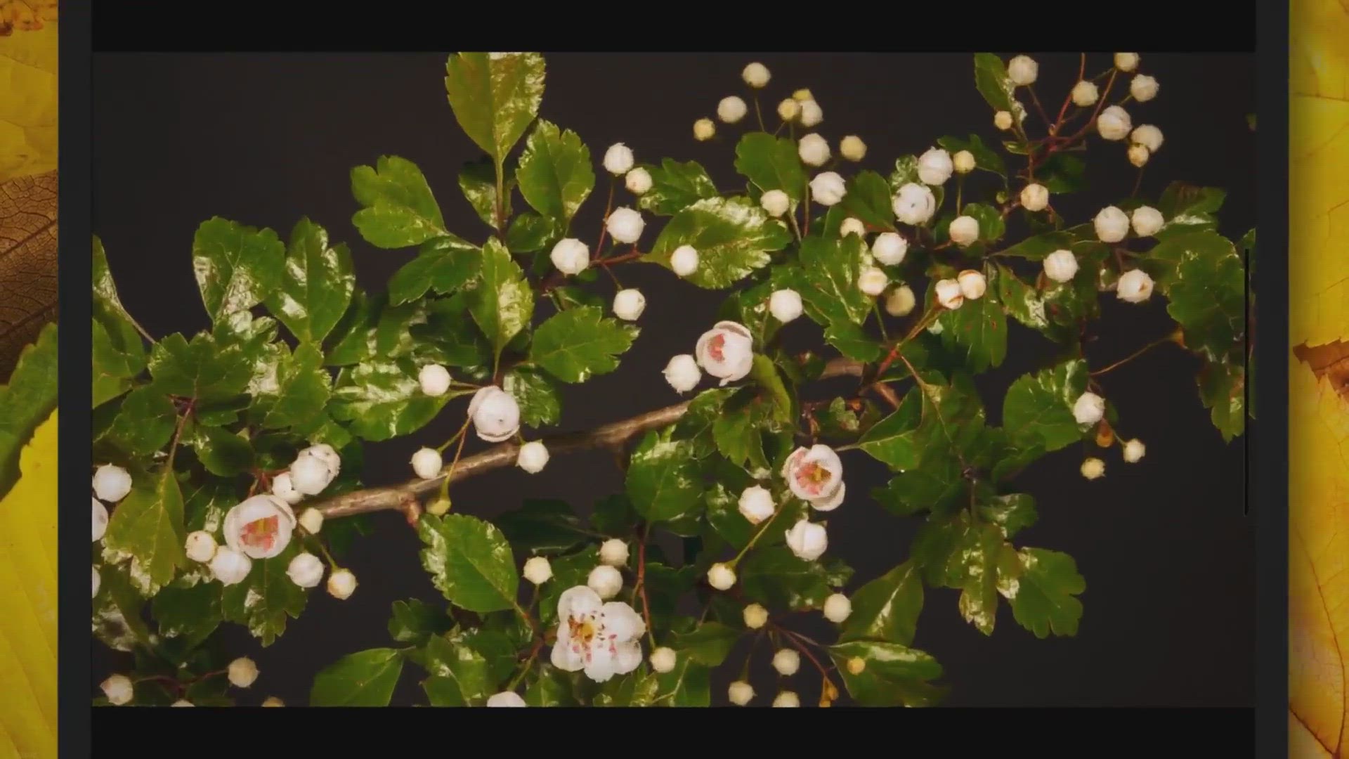 'Video thumbnail for How to Take Hawthorn Cuttings'