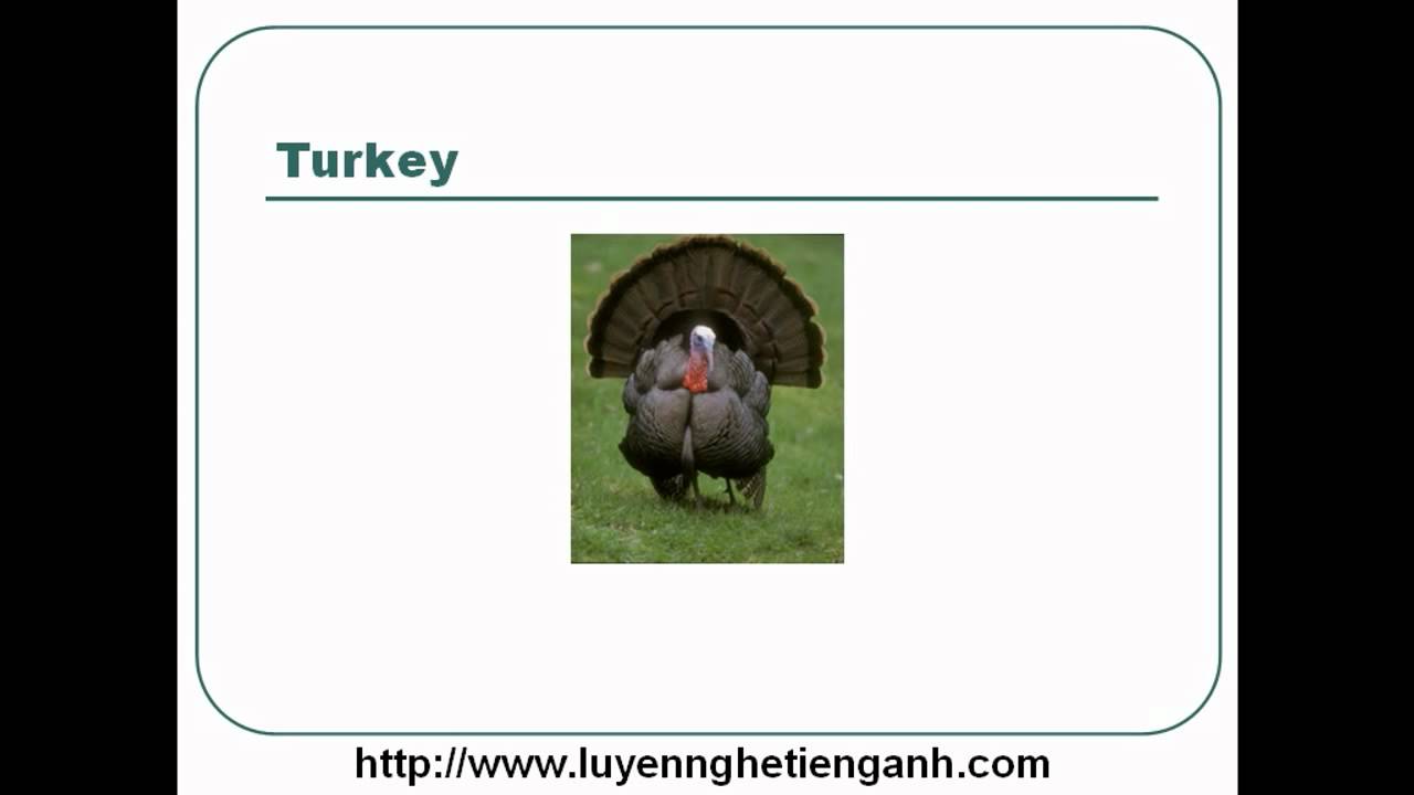 'Video thumbnail for Learn English Vocabulary Through Pictures - Topic - Animals Lesson 09'