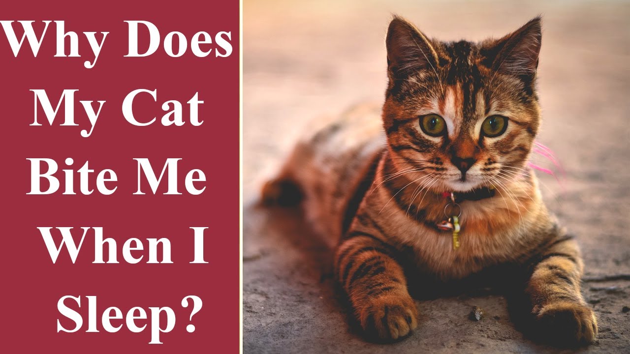 Video thumbnail for Why Does My Cat Bite Me When I Sleep