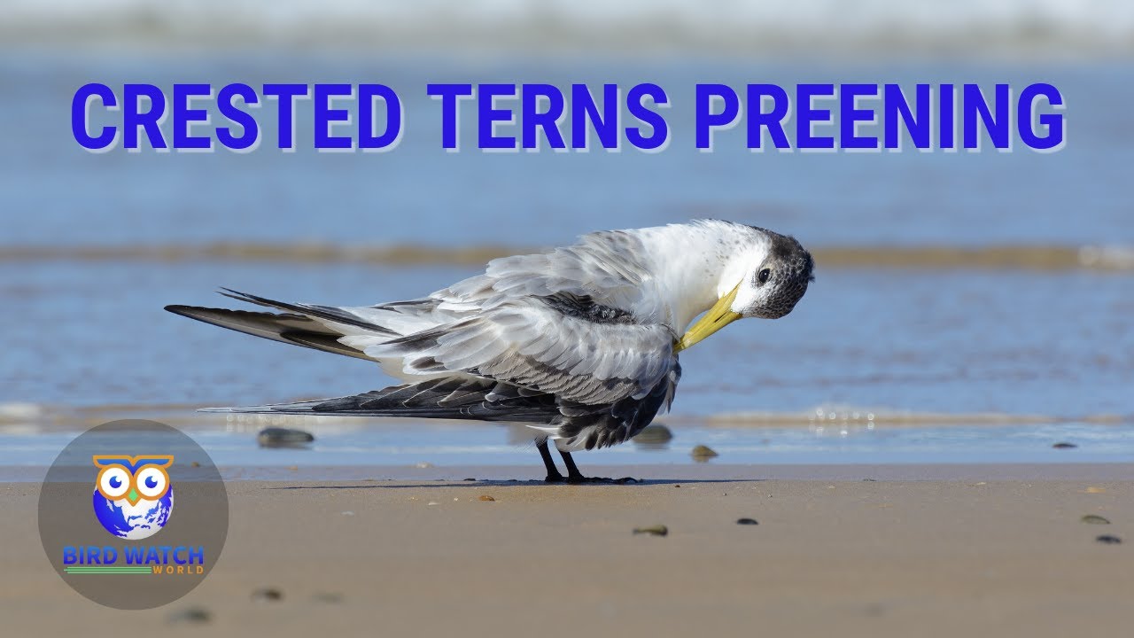 'Video thumbnail for Crested Terns Preening On Fiddamans Beach In NSW Australia'