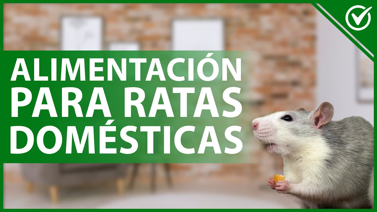 Video thumbnail for 🐁 ¿Cómo ALIMENTAR a una RATA DOMÉSTICA de la manera correcta? - Nutrición  🐁🏡