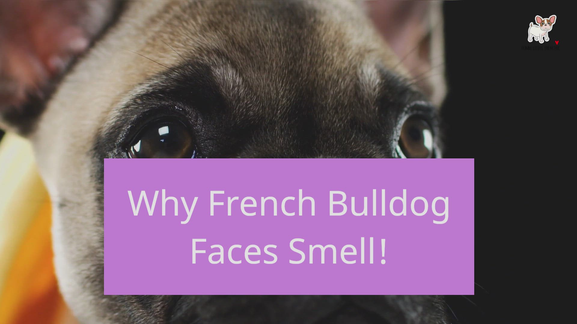 Video thumbnail for Why does my Frenchie's face smell so bad?