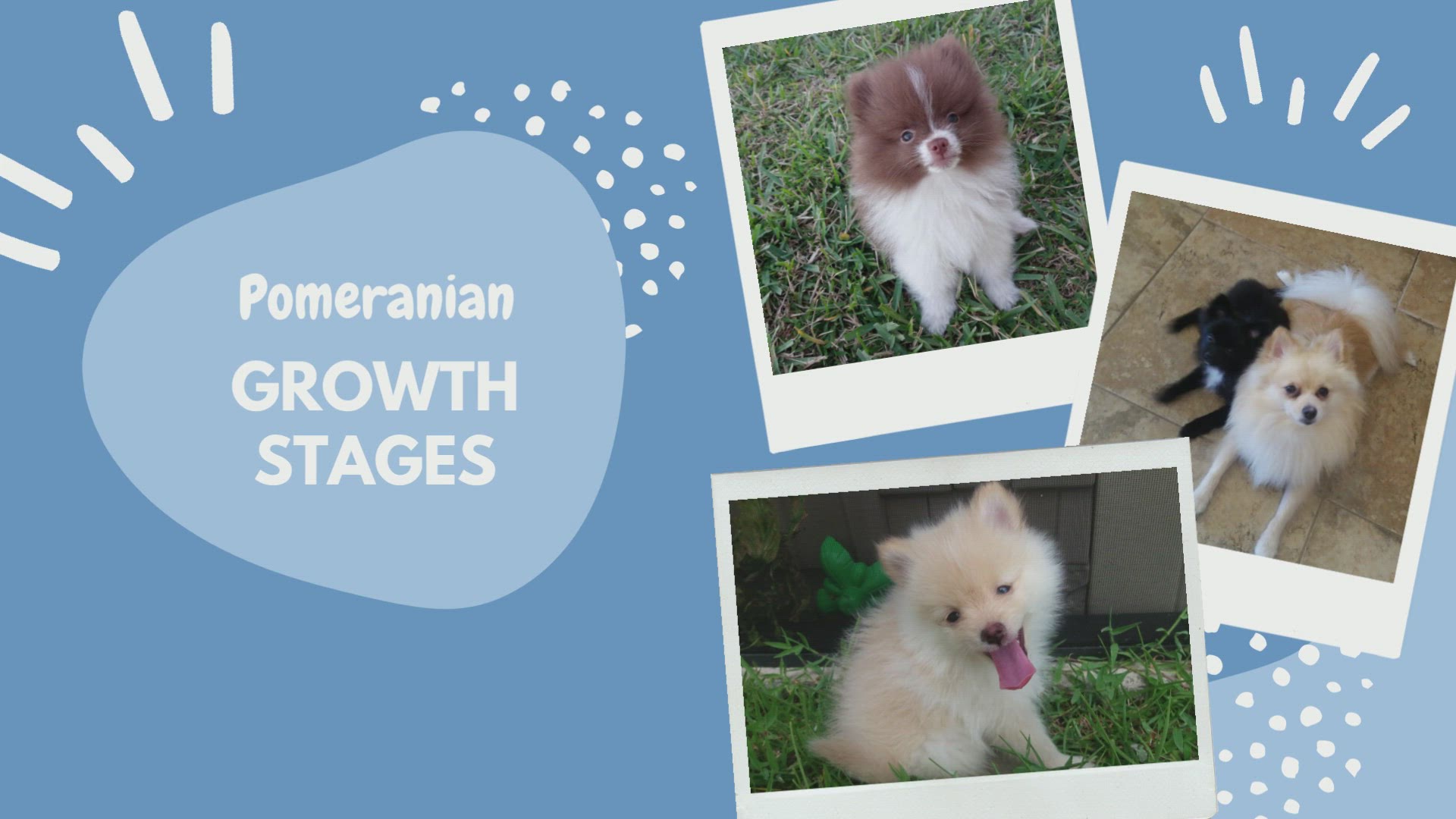 Video thumbnail for Pomeranian Growth Stages