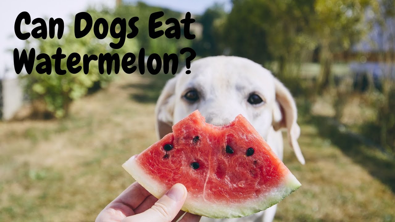 Video thumbnail for Can Dogs Eat Watermelon? | Cute Dog Videos | Pawesomepuppy