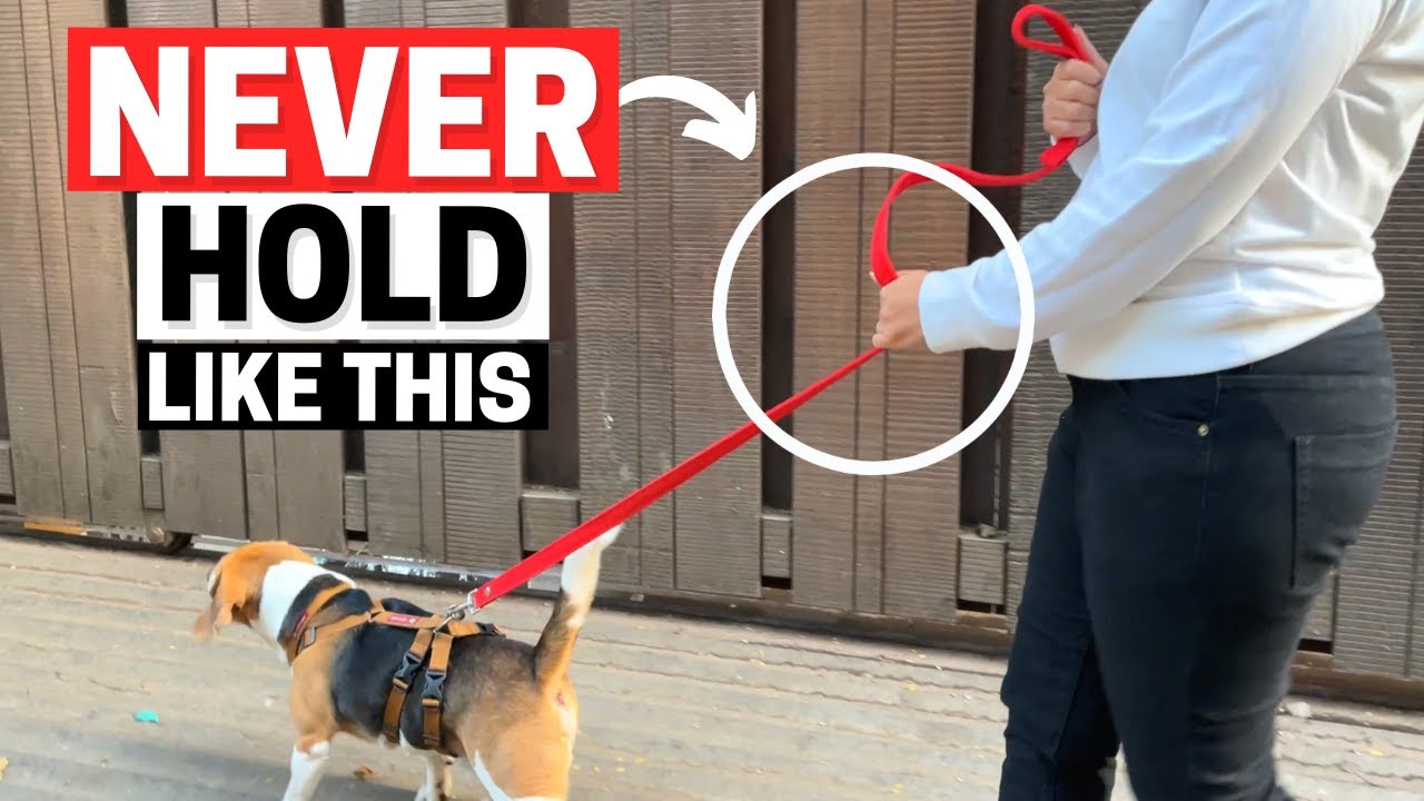 Video thumbnail for Are You Holding Your Dog’s Leash Wrong?