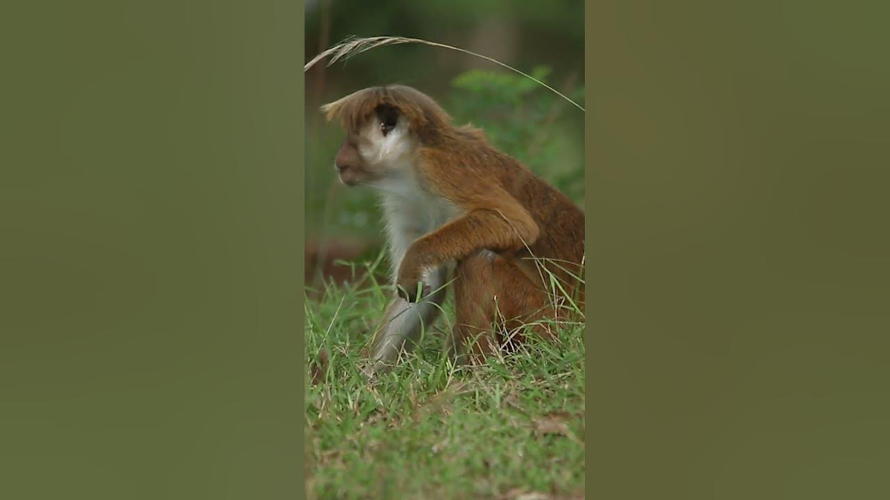 Video thumbnail for Toque macaque #shorts