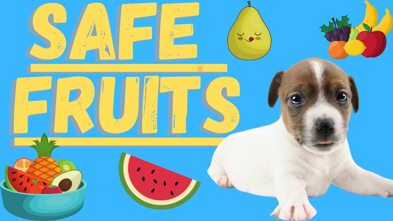 Video thumbnail for Jack Russell Terriers (Safe Fruits You Can Offer As Treats)