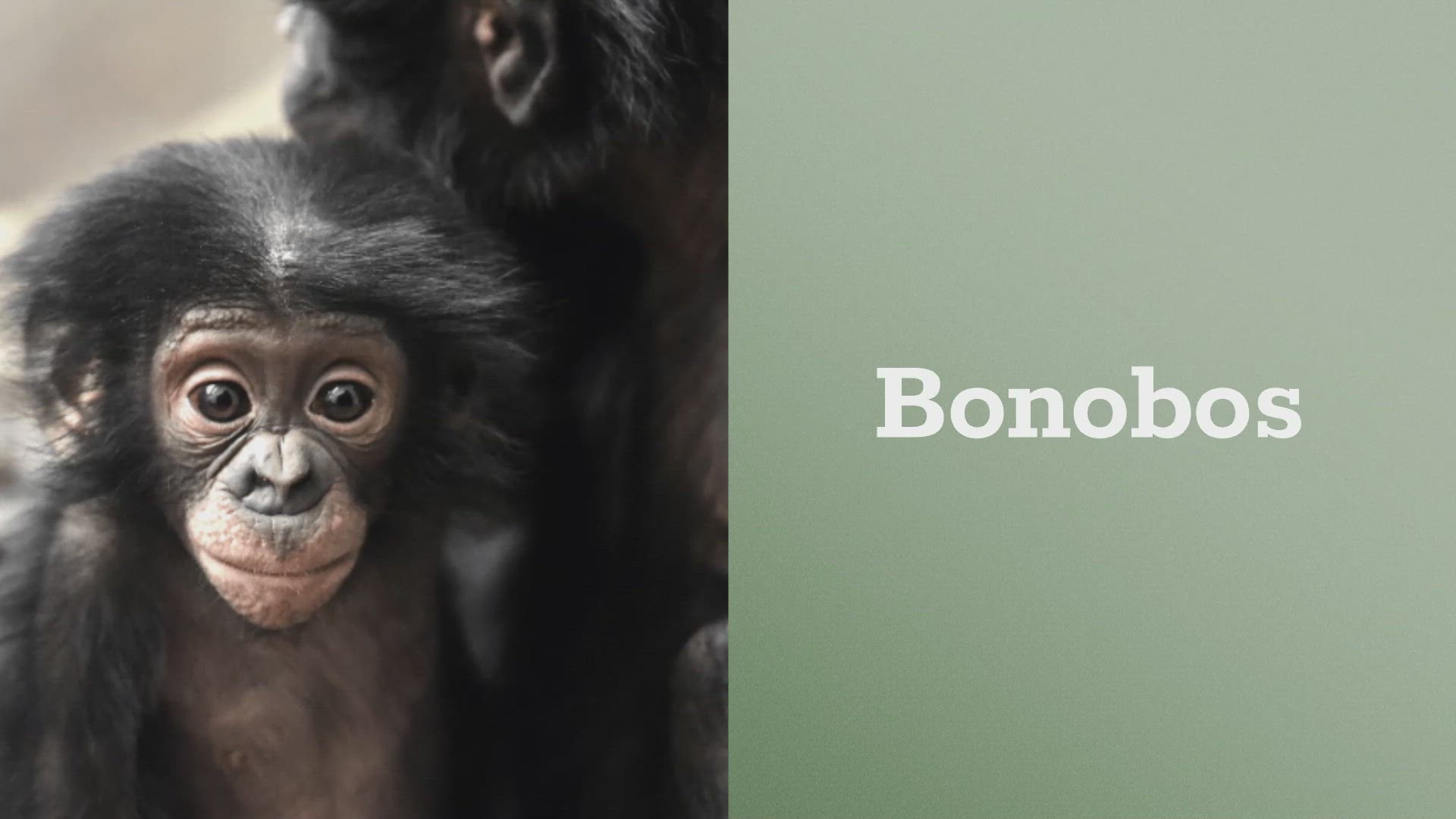 'Video thumbnail for Amazing_Animals_That_Can_Recognize_Themselves_In_the_Mirror'