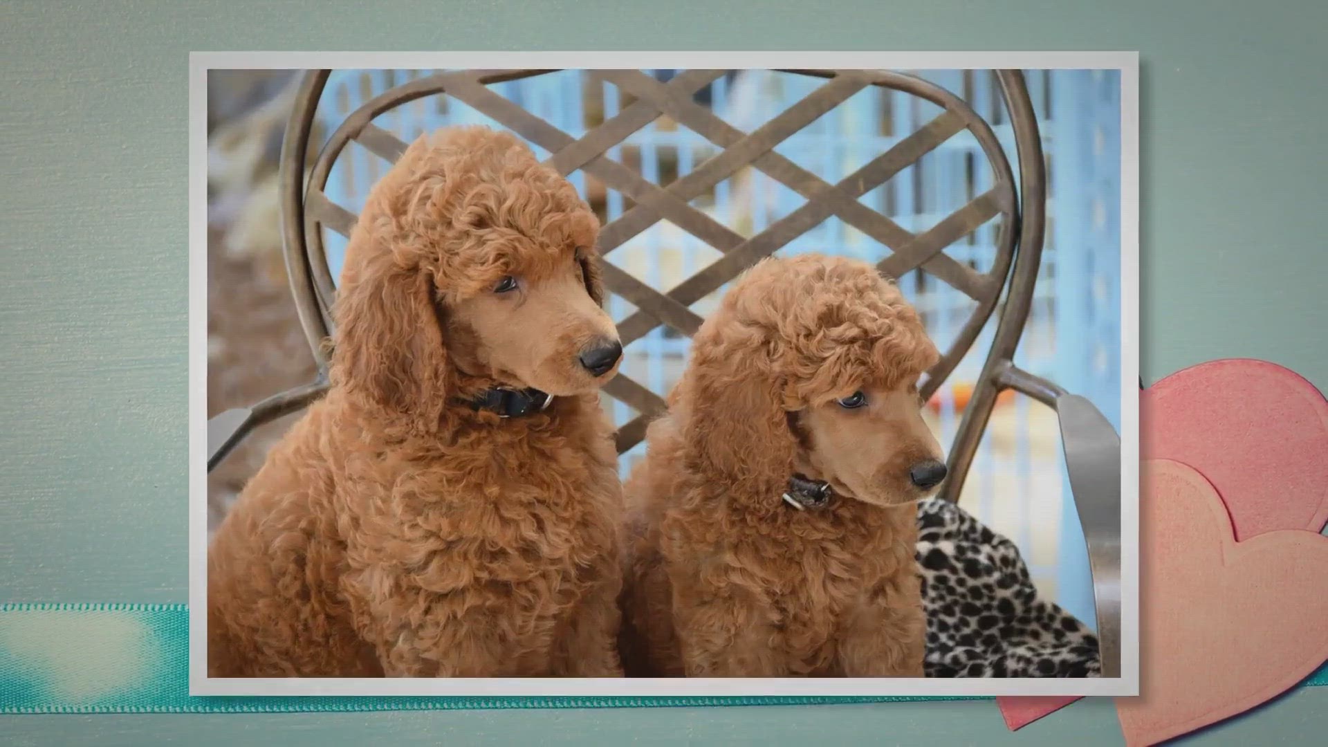 Video thumbnail for Smart Poodle Dog Breed: Care, Info, and Characteristics