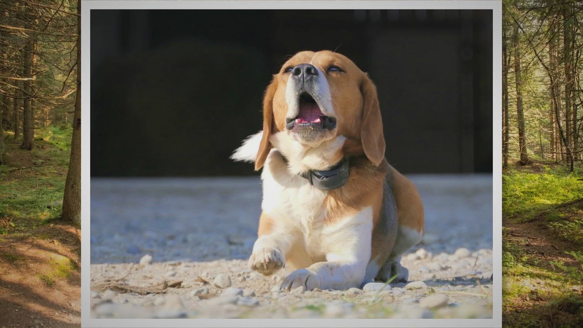 Video thumbnail for 🛑 Las alergias en los perros Beagles 🦠