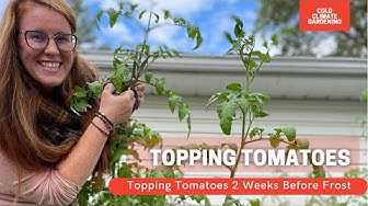 Video thumbnail for How To Ripen Tomatoes On The Vine Quickly | How & Why You Should Top Tomatoes | Gardening in Canada