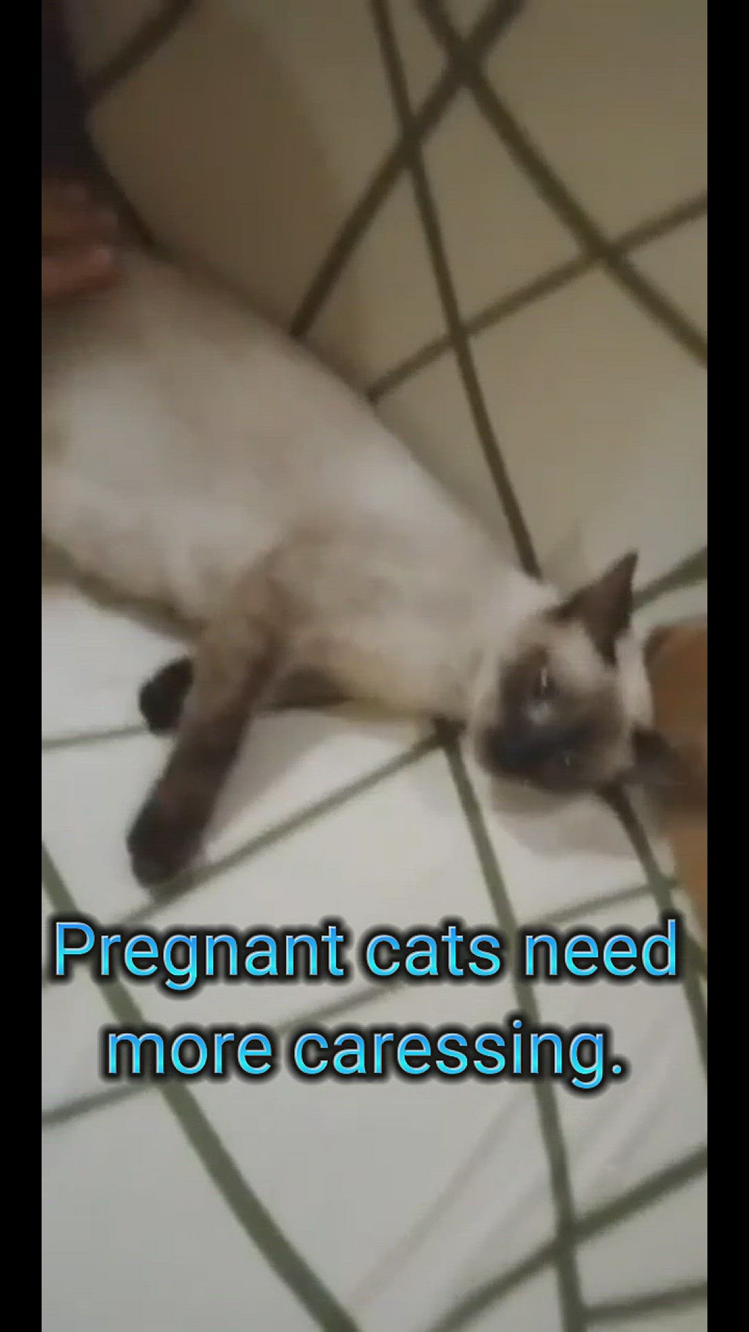 Video thumbnail for Pregnant Cats Need Caressing