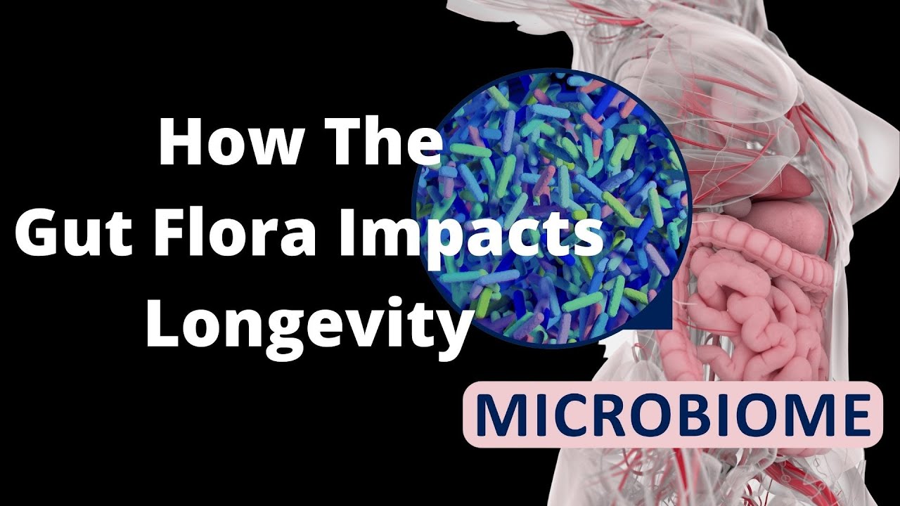 'Video thumbnail for How the Gut Flora Impacts Lifespan'