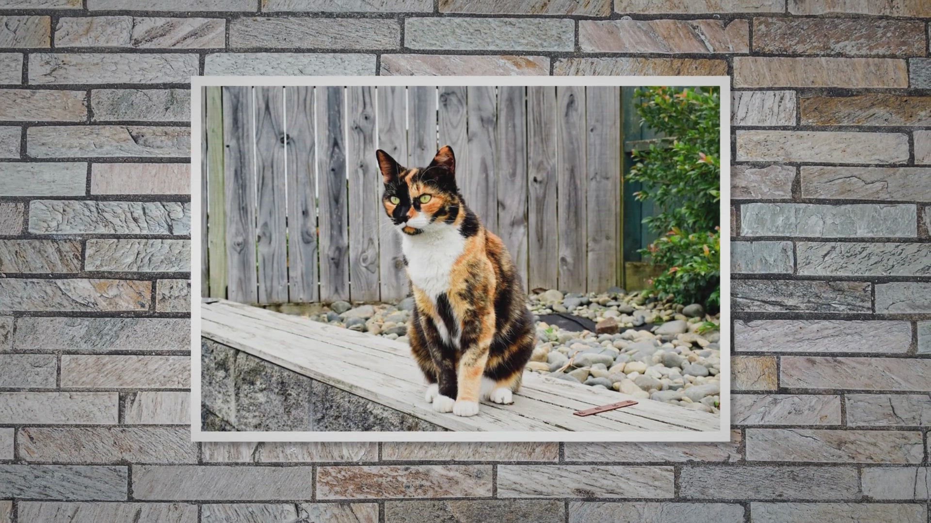 Video thumbnail for These Are 9 Awesome Things About Calico Cats