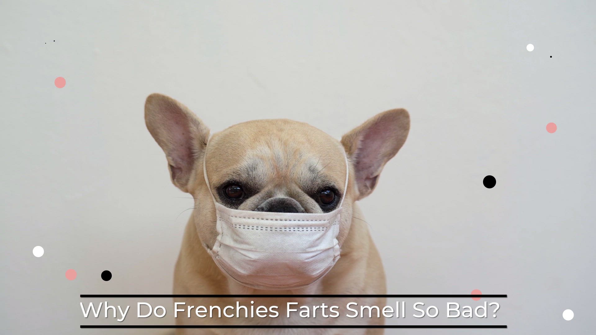 Video thumbnail for Why Do French Bulldogs Farts Smell So Bad?