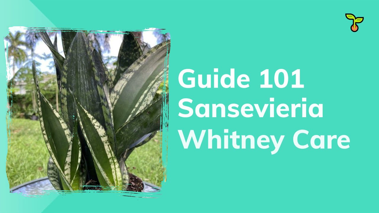 Video thumbnail for Guide Sansevieria Whitney Care