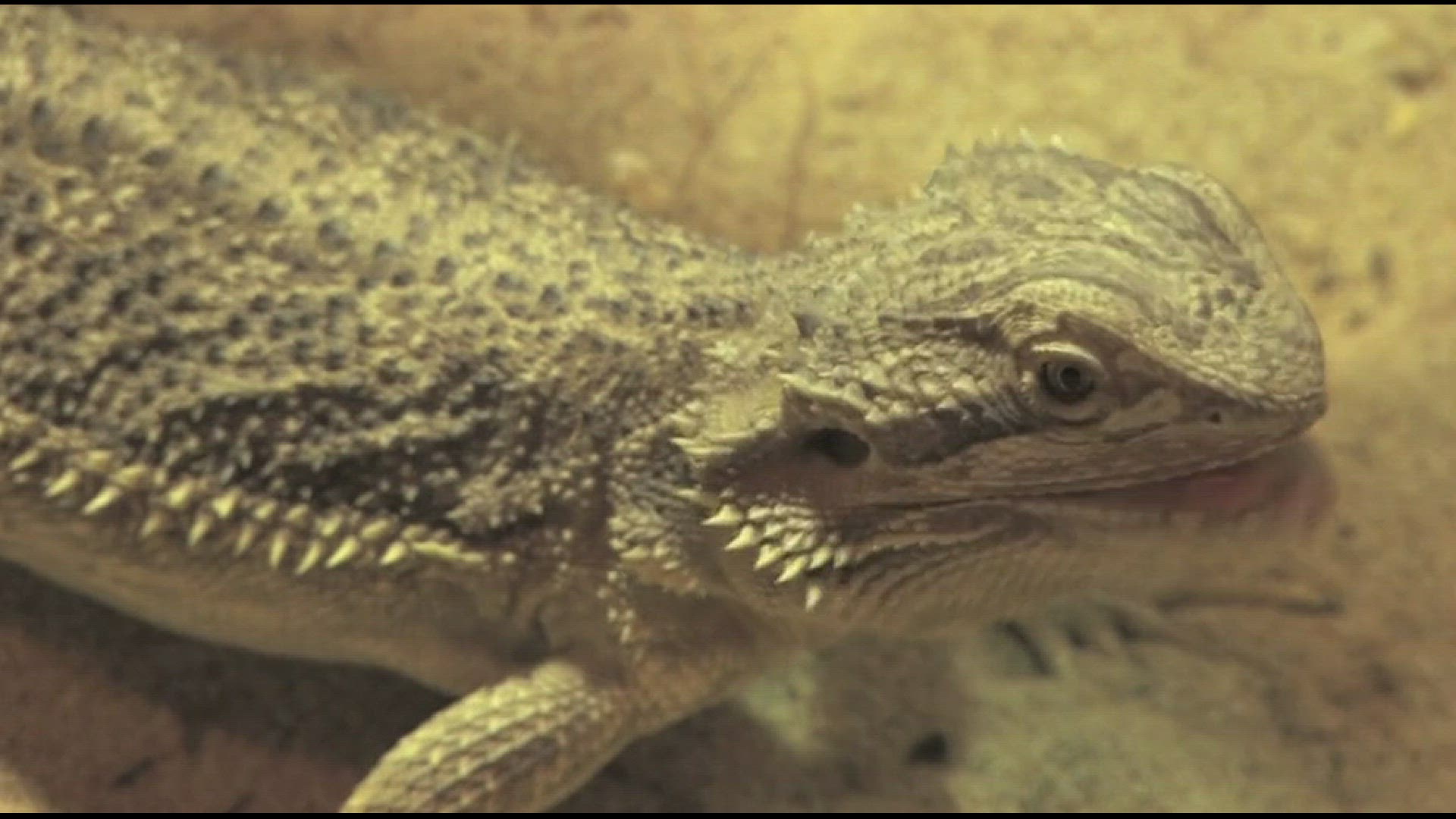 Video thumbnail for Bearded dragons eating insects
