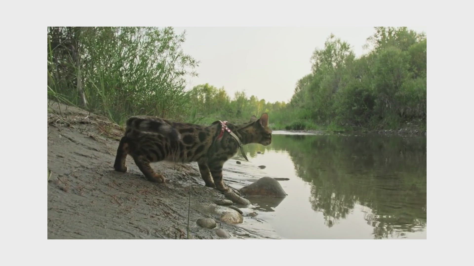 Video thumbnail for Ocelot Video