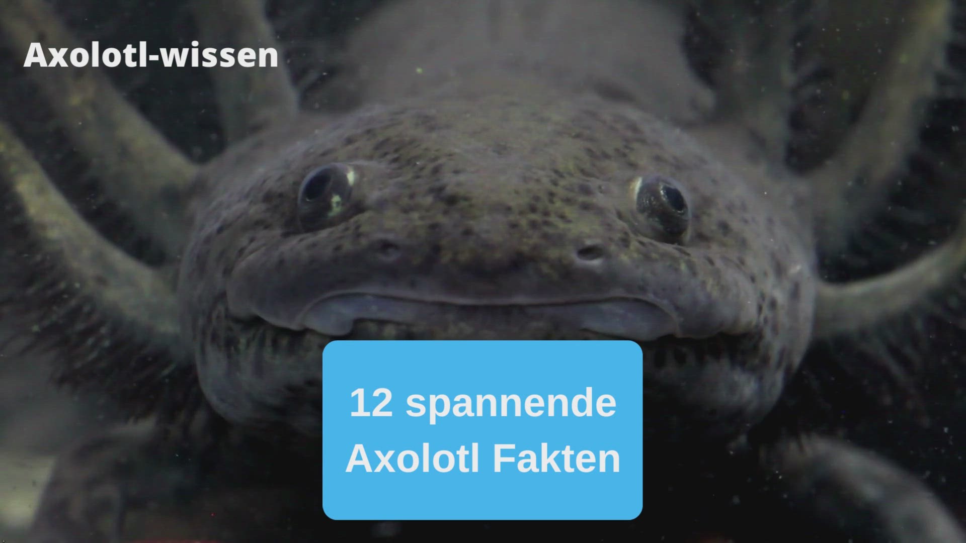 Video thumbnail for 12 spannende Axolotl Fakten