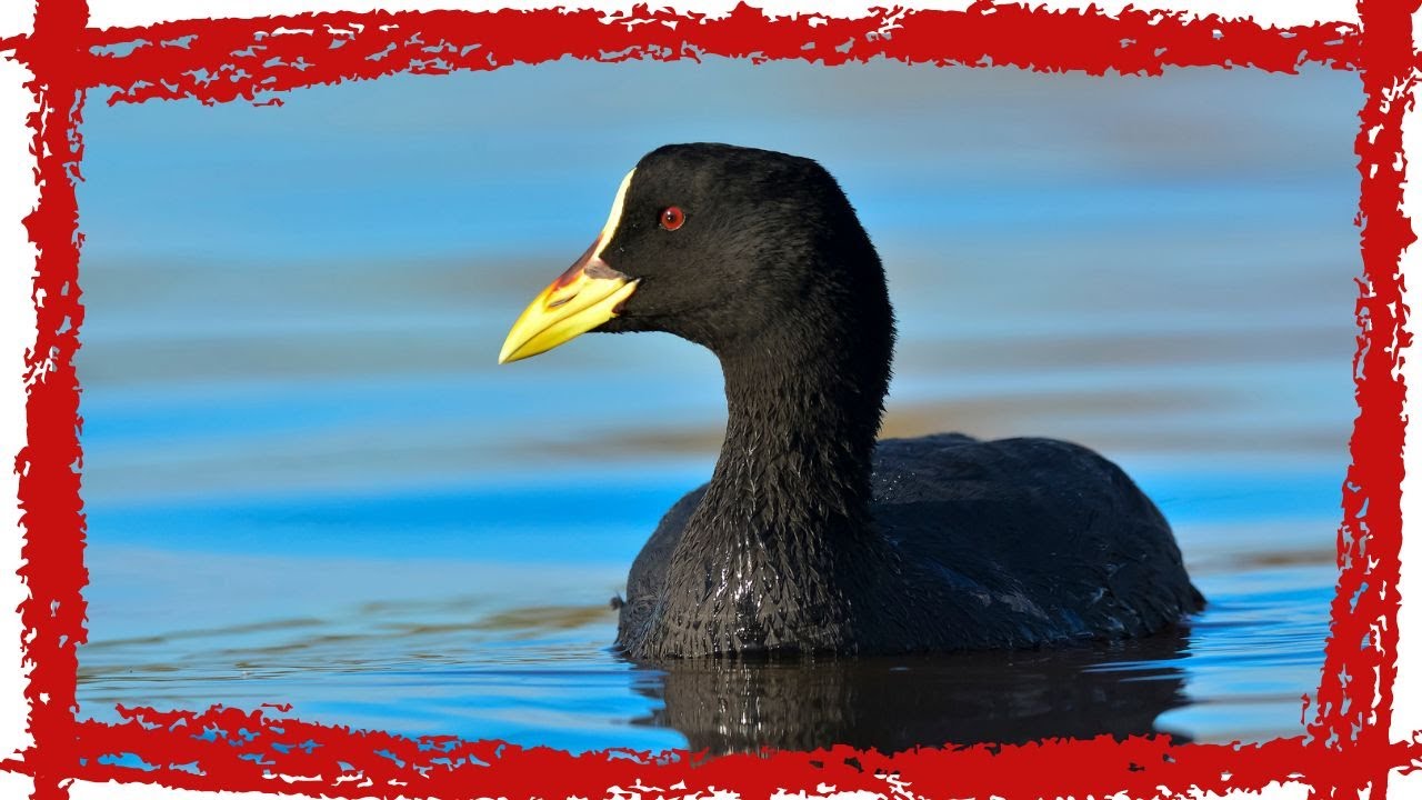 Video thumbnail for White-winged Coot (Fulica leucoptera) Call| White Winged Coot Sound & Song | White-winged Coot Video