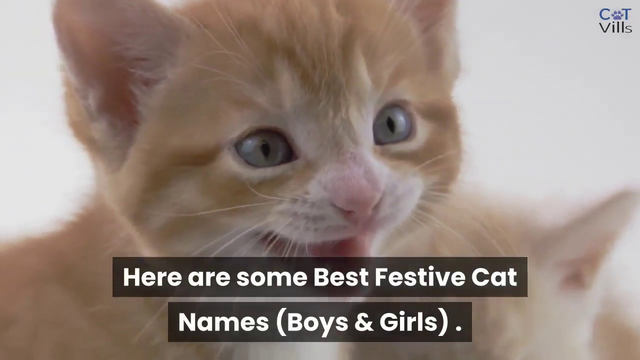 Video thumbnail for 100 FESTIVE CHRISTMAS CAT NAMES FOR BOYS & GIRLS