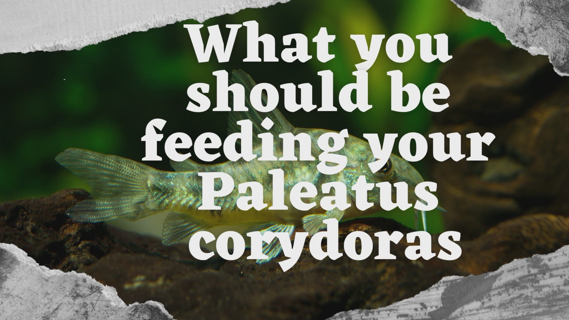 'Video thumbnail for What you should be feeding your Paleatus corydoras'