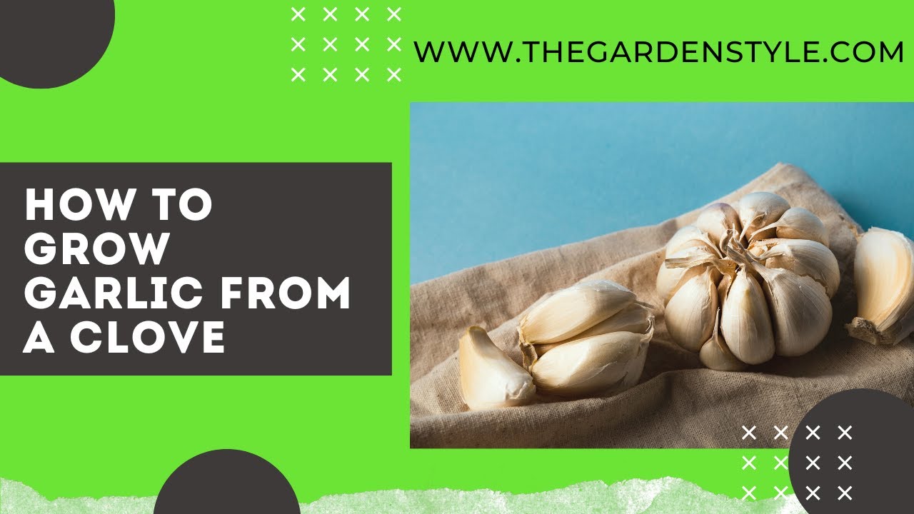 Video thumbnail for How to Grow Garlic From a Clove: The Easiest & Fastest Way 🧄