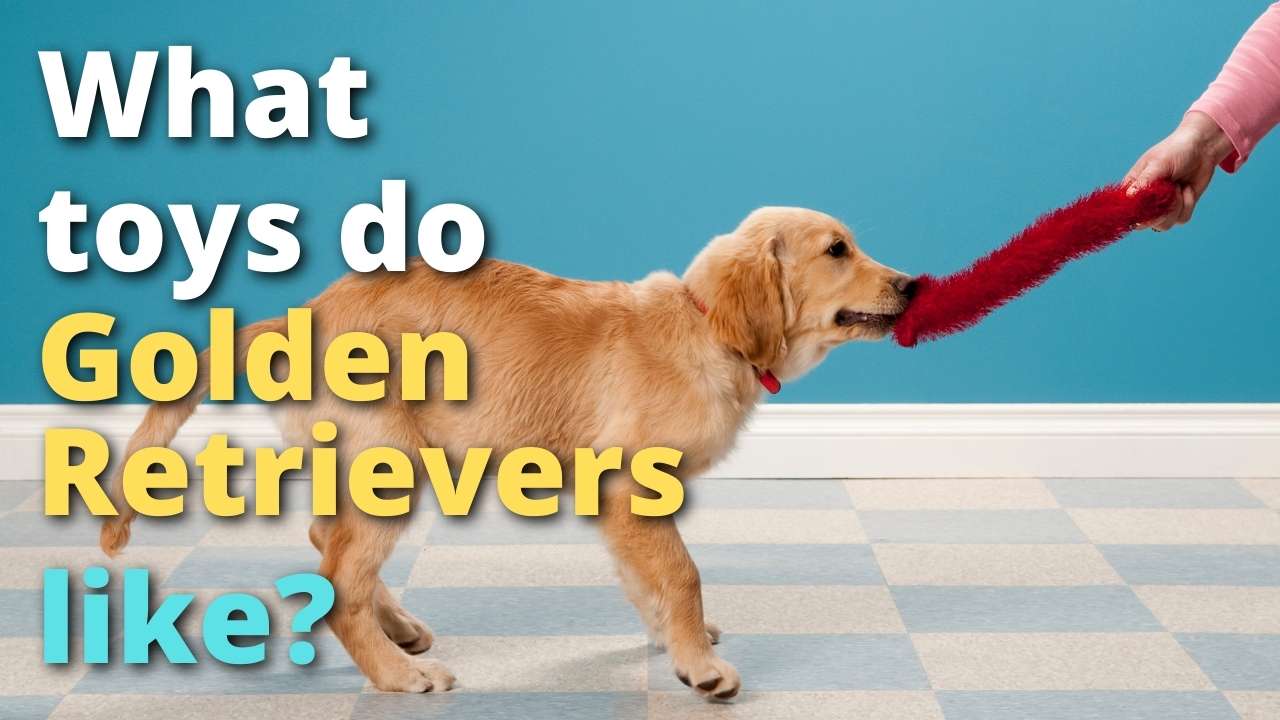 'Video thumbnail for Best Toys For Golden Retrievers'