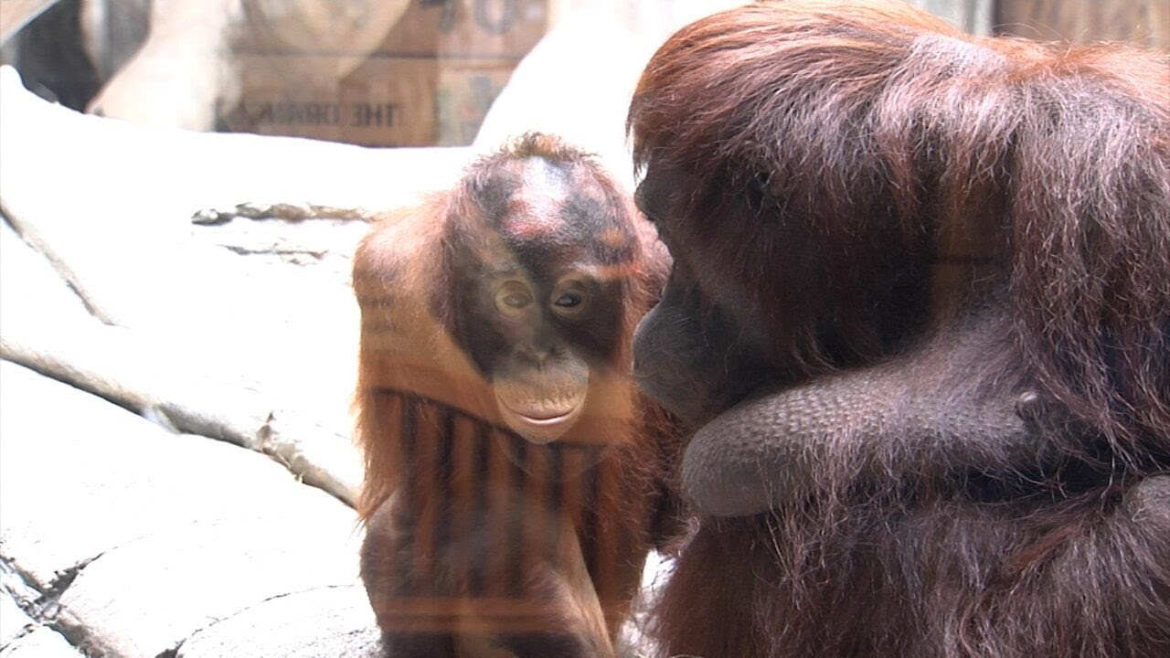 Video thumbnail for Erie Zoo Reopens for 2023 Season