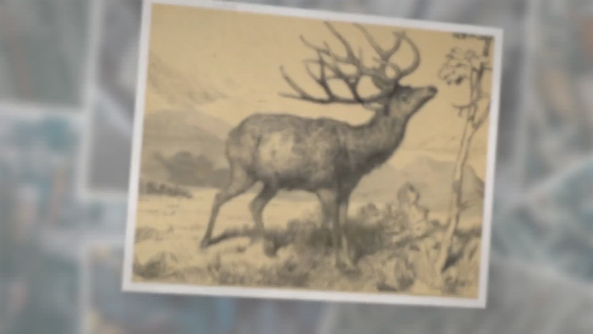 Video thumbnail for Schomburgk’s Deer