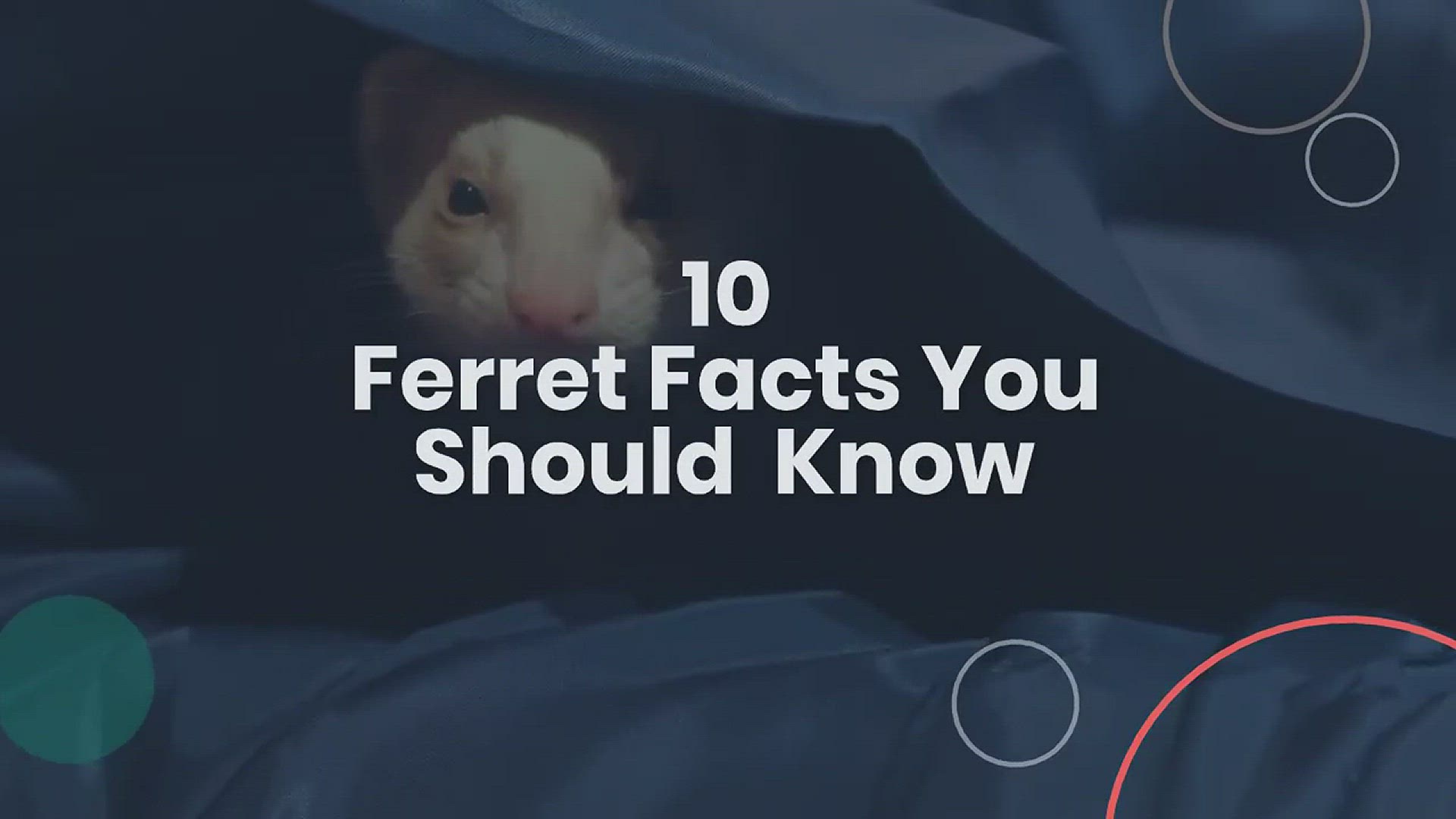 'Video thumbnail for 10 Ferret Facts You may Never Heard about  '