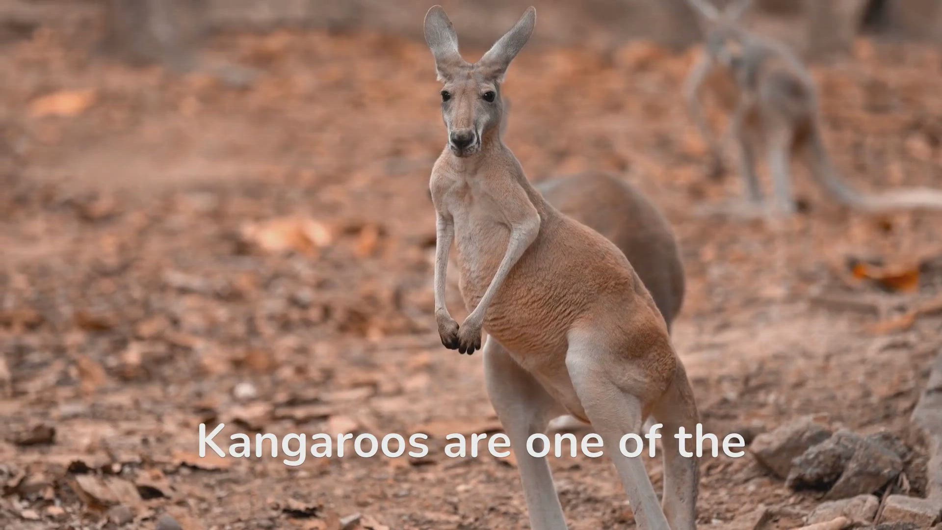 'Video thumbnail for Leaping Into the World of Kangaroos: Uncovering Their Behaviors!'