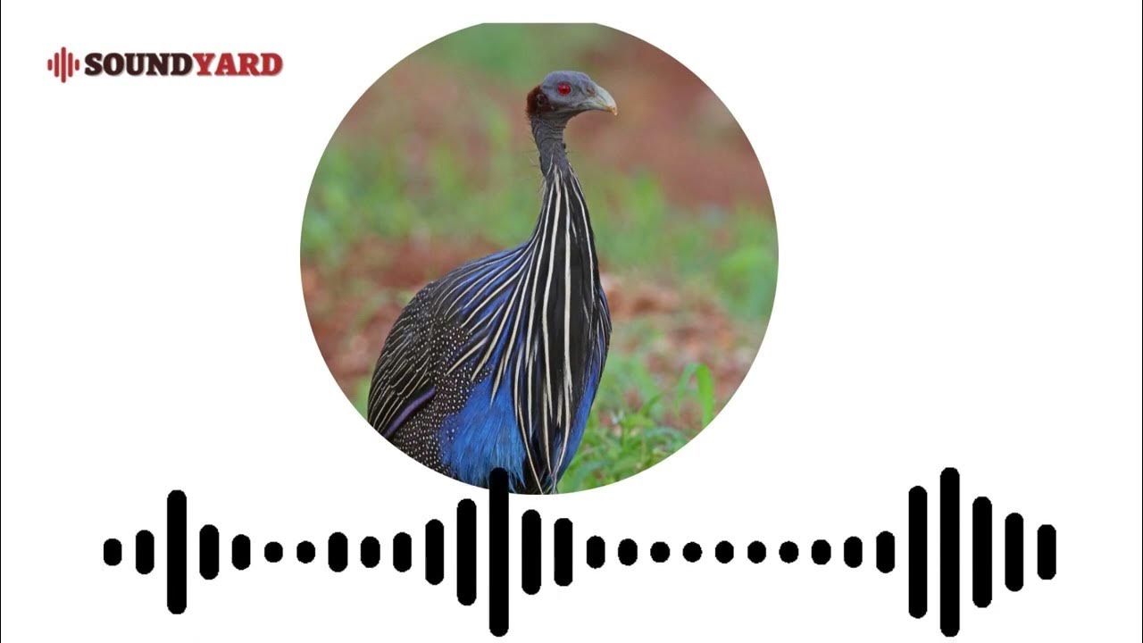 Video thumbnail for [AUDIOGRAM VERSION] Vulturine Guineafowl Sound, Vulturine Guineafowl Call and Song