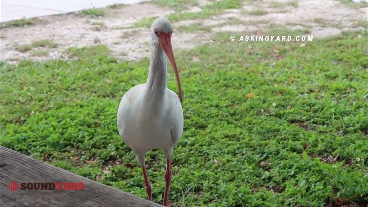 Video thumbnail for American White Ibis(Eudocimus albus) Call| American White Ibis Sound &Song|American White Ibis Video