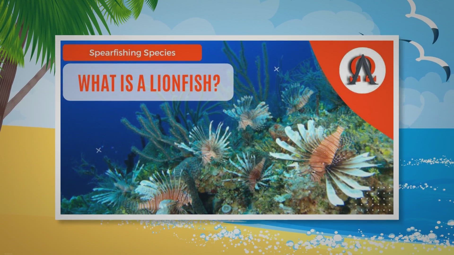 Video thumbnail for What Is A Lionfish? - Alpha and Omega Outdoors