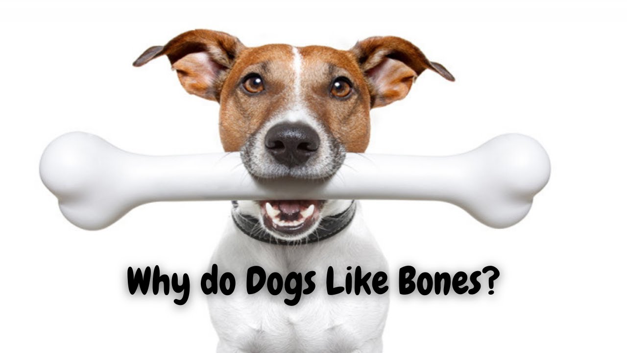Video thumbnail for Why do Dogs Like Bones? | Cute Dog Videos | Pawesomepuppy