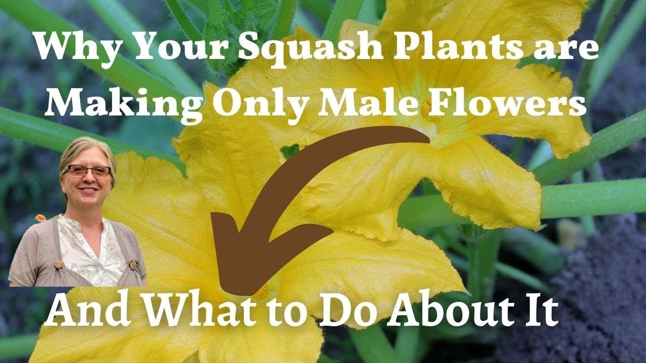 Video thumbnail for Why Your Squash Plants May Only Be Producing Male Flowers