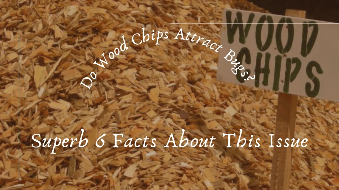 Video thumbnail for Do Wood Chips Attract Bugs? Superb 6 Facts About This Issue