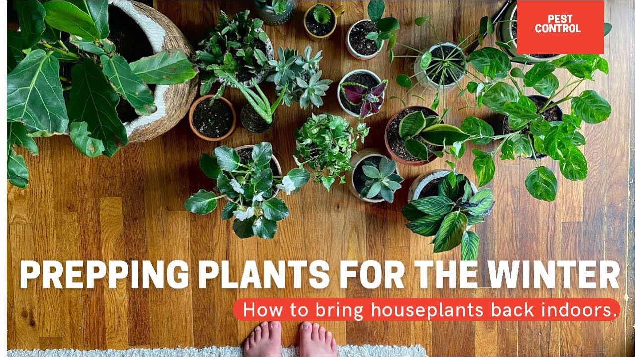 Video thumbnail for How To Bring Houseplants Inside? Prepping Houseplants For The Winter. | Gardening in Canada