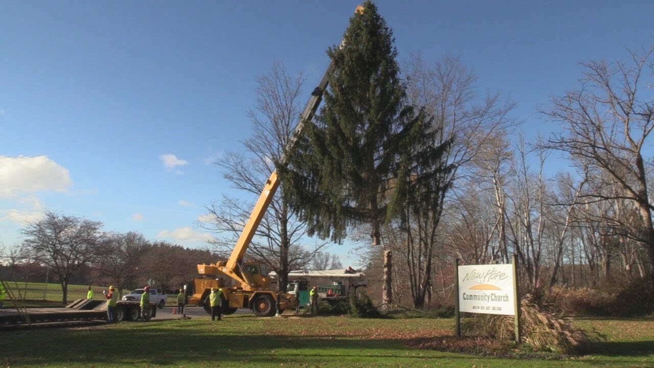 Video thumbnail for City Christmas Tree Harvested