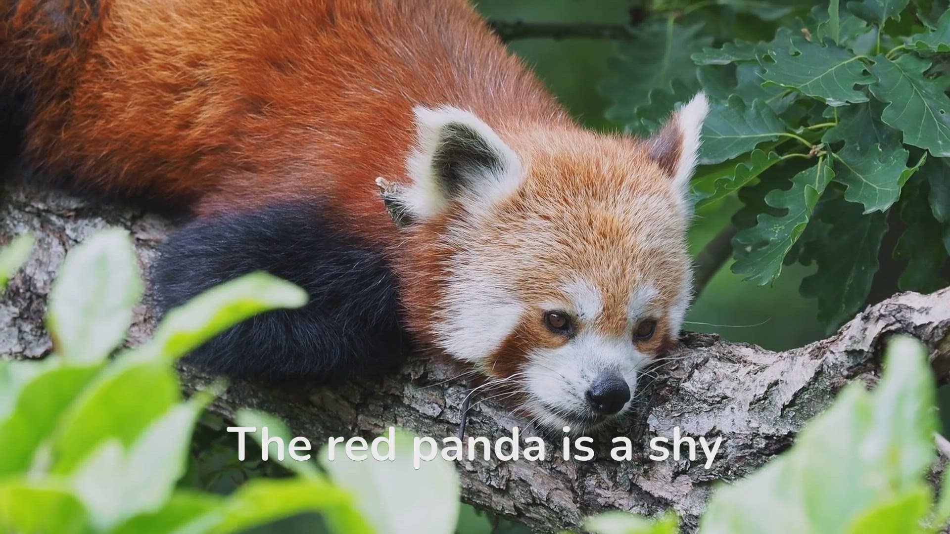 'Video thumbnail for Adorable Red Pandas: A Close Look at their Endearing Behavior'