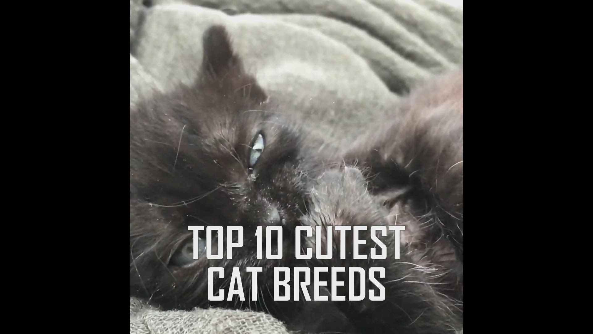 Video thumbnail for Top 10 cutest cat breeds!