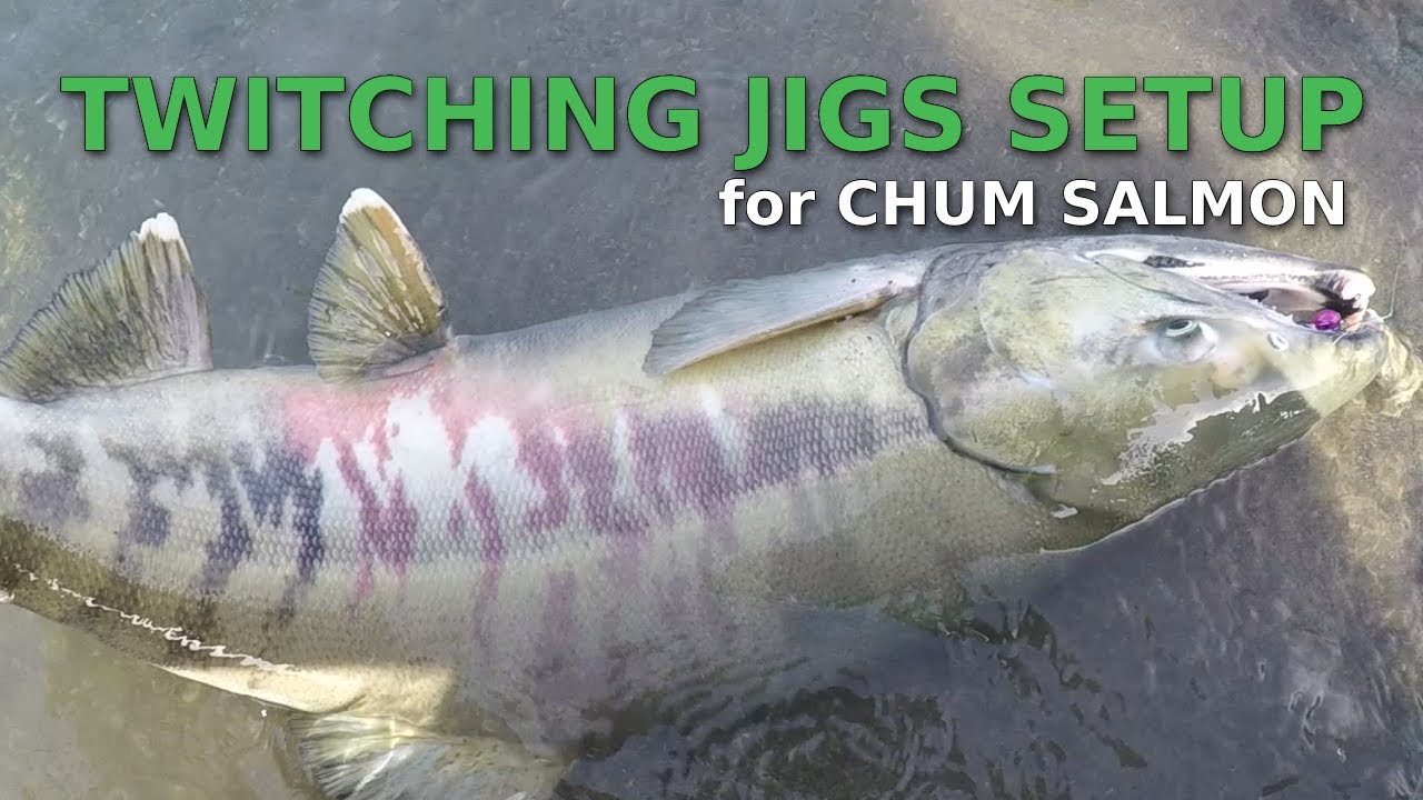 Video thumbnail for Chum Salmon Twitching Jigs Setup and some Vedder River fishing