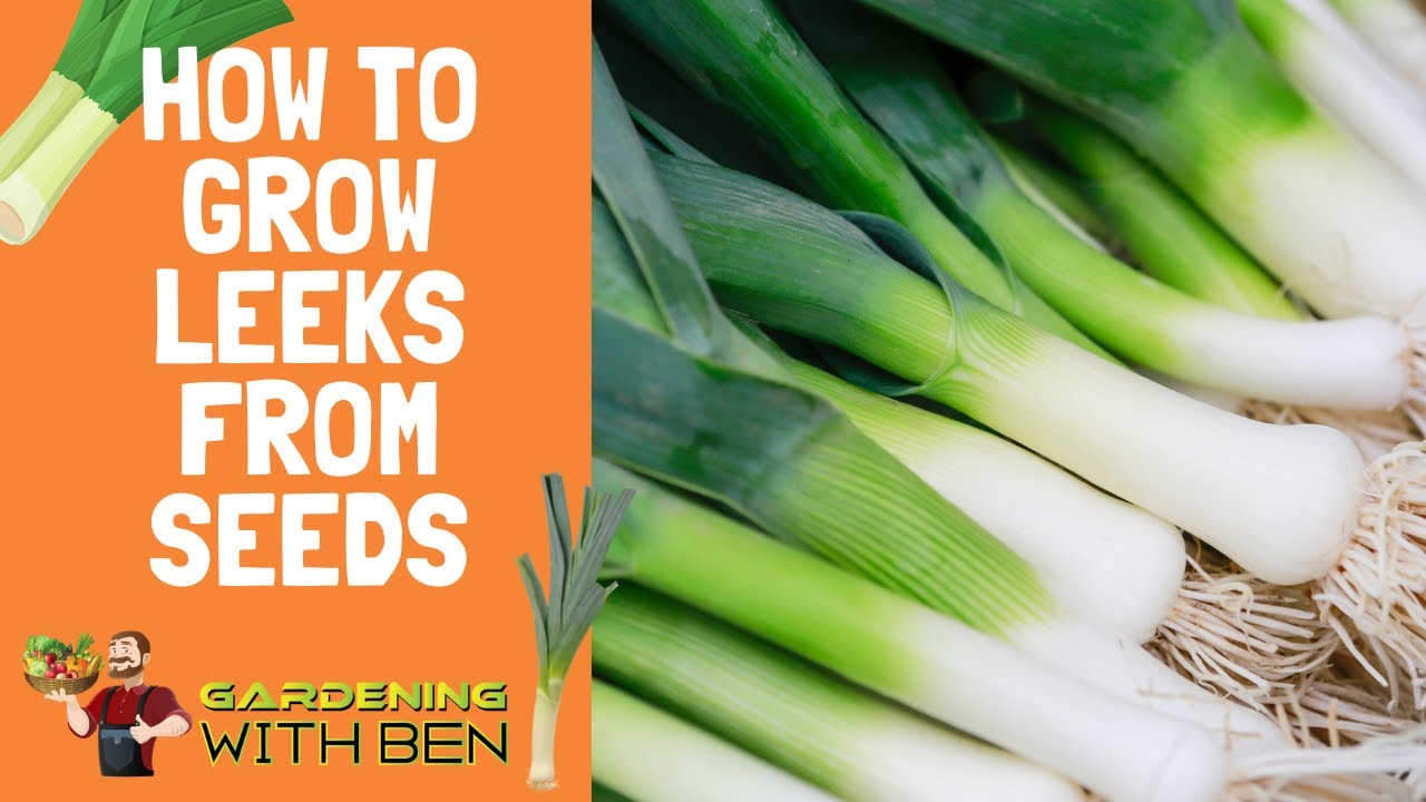 Video thumbnail for 🎥 ✅ Growing Leeks from Seeds 🌱🧅 | Top Tips & Tricks for a Big, Healthy Harvest 🌿✨