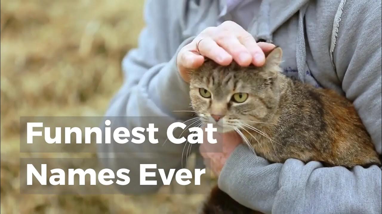 Video thumbnail for Funniest Cat Names Ever