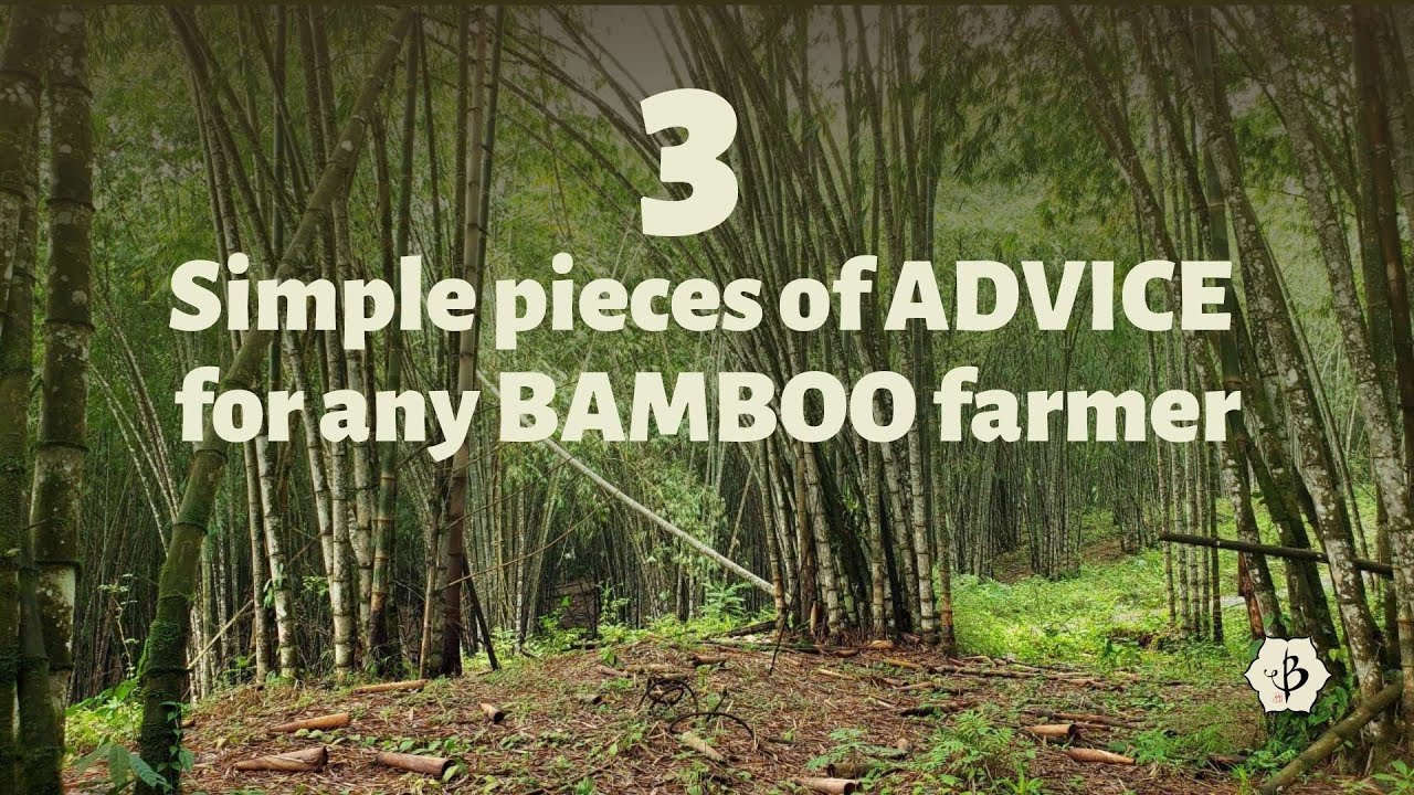 'Video thumbnail for 3 pieces of advice for bamboo farmers'