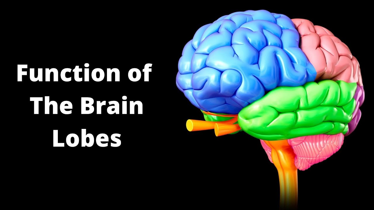 'Video thumbnail for The 4 Lobes of the Brain What They Are and What They Do'