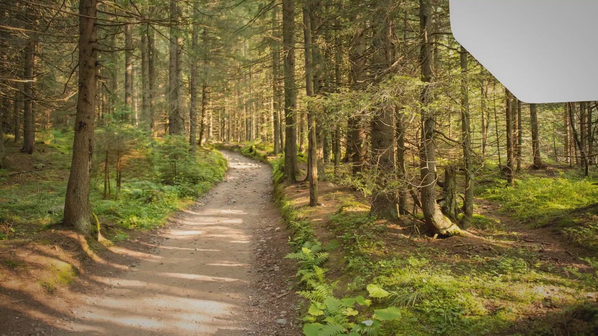 Video thumbnail for ¿Por qué nuestros beagles engordan? 🩹